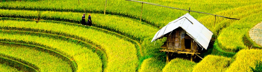 Awesome Terrace in Mu Cang Chai 